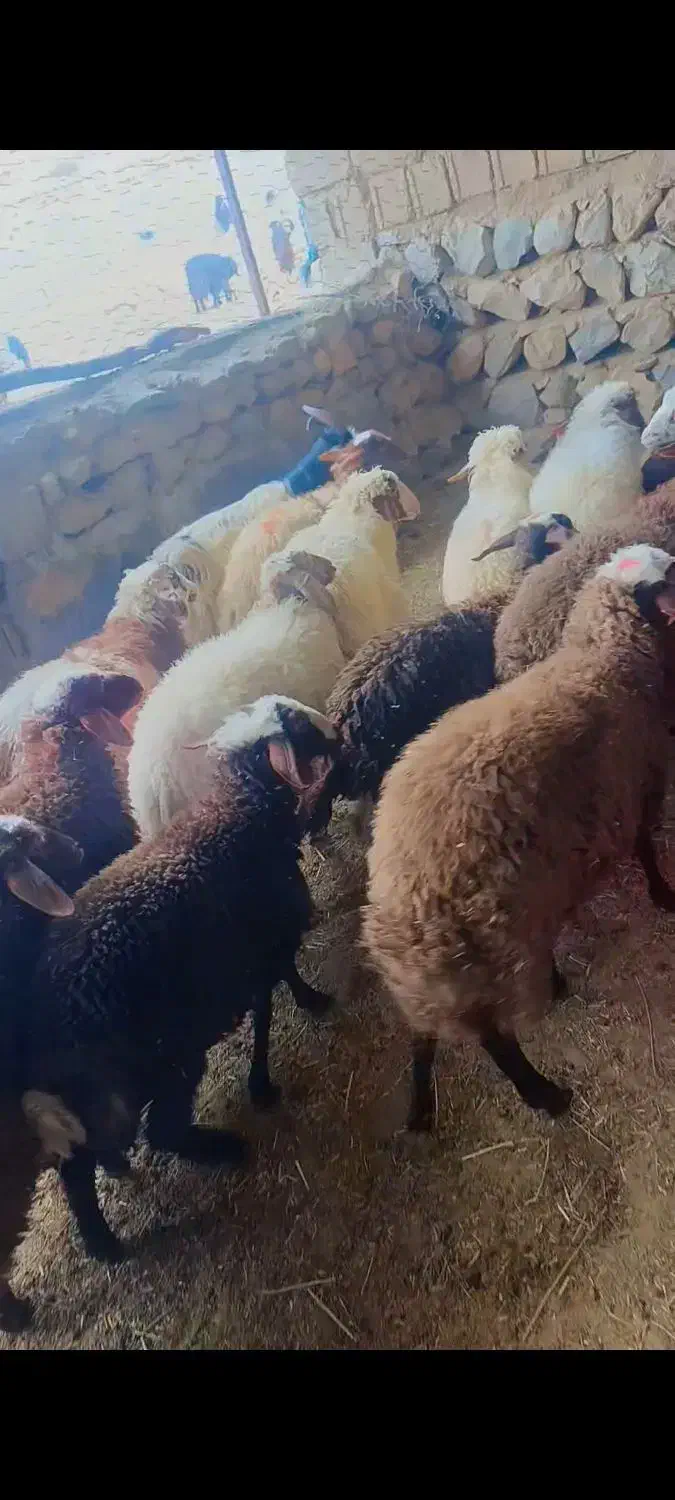 ۱۵ راس بره پای پروار(میش بز بزغاله گوسفند))|حیوانات مزرعه|پلدختر, |دیوار