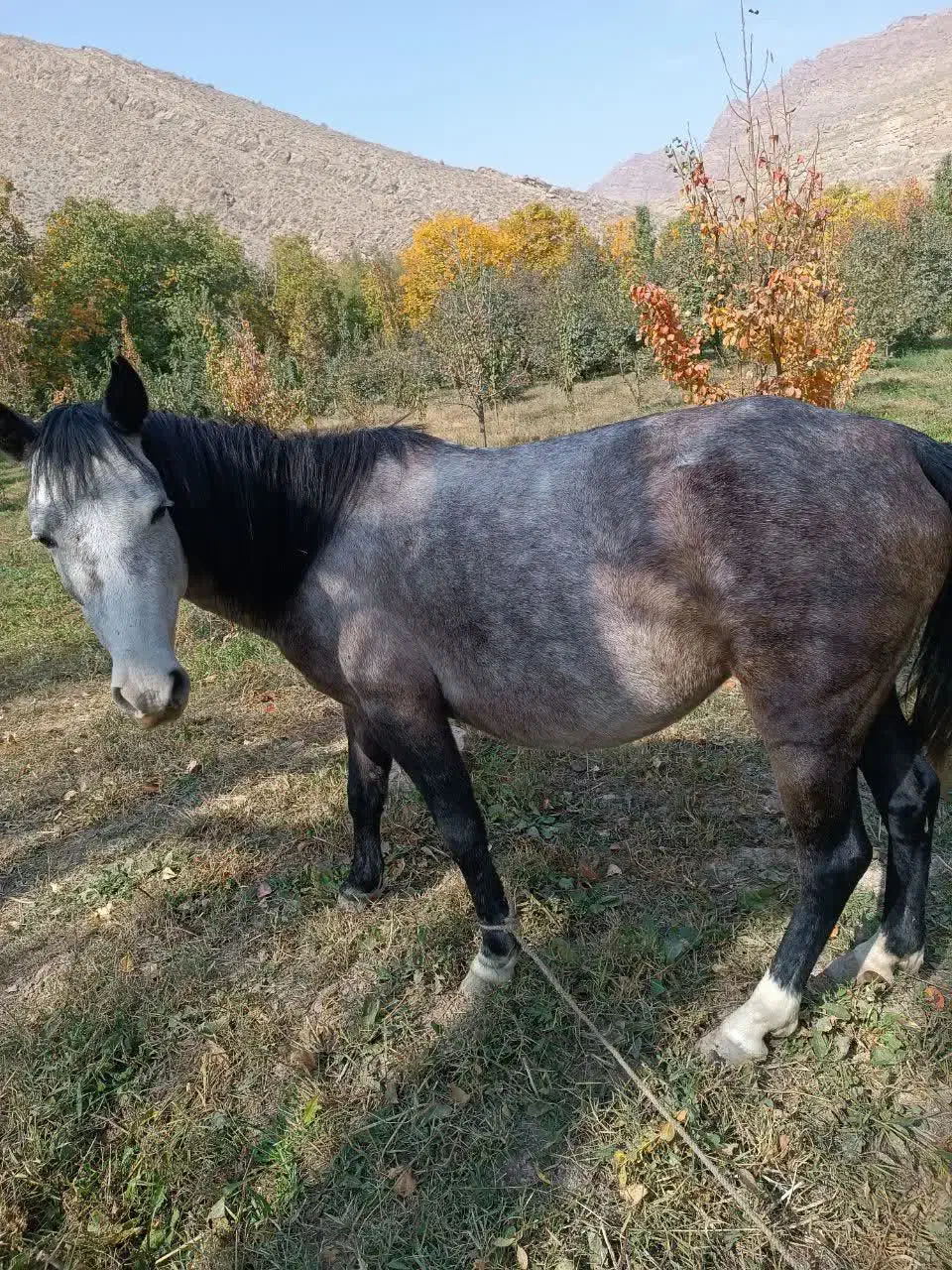 مادیان ۵ ساله|اسب و تجهیزات اسب‌سواری|سیدآباد, |دیوار