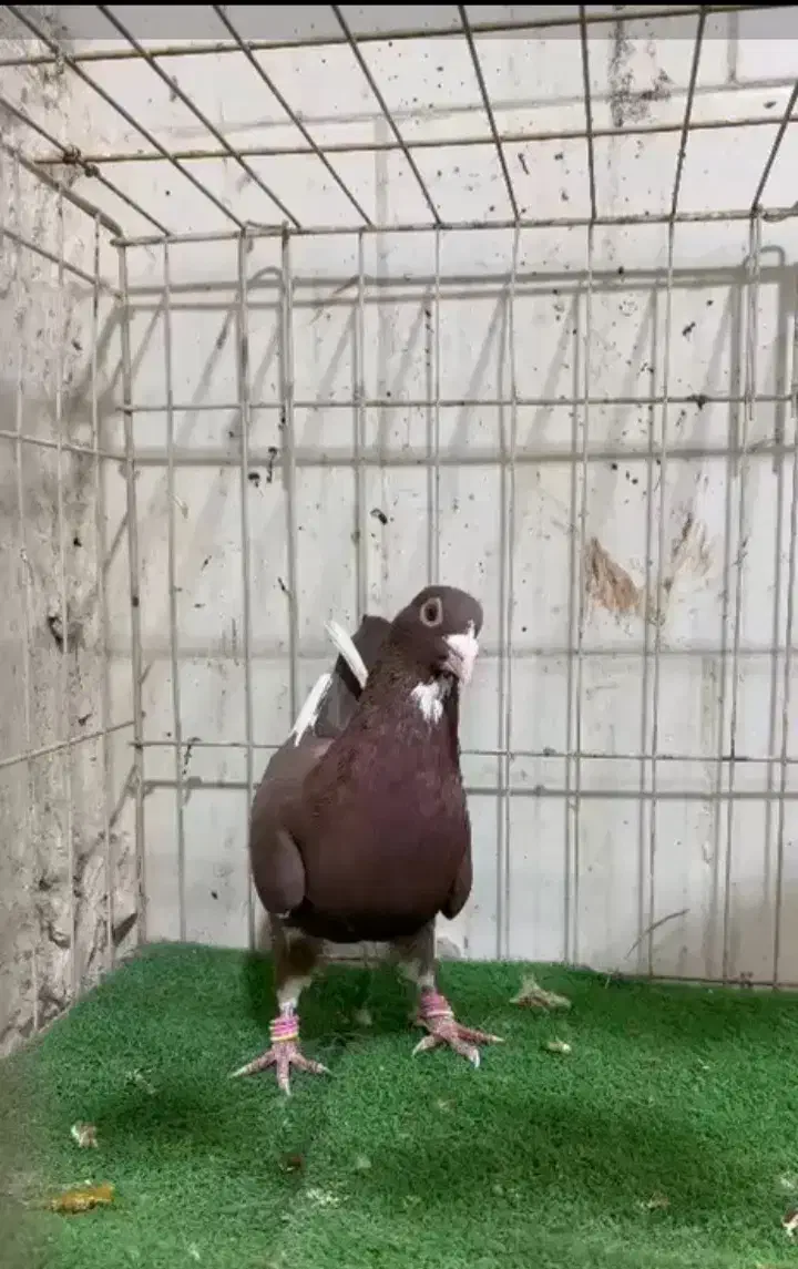 پلنگ سرخ و زرد کرمانی|پرنده|کرمان, |دیوار