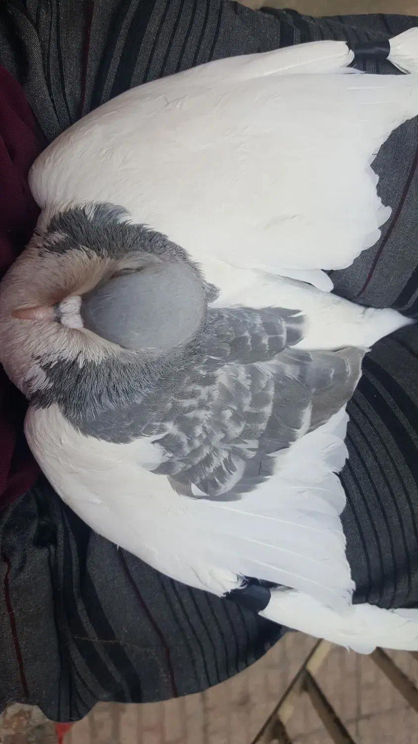 کفتر چپ|پرنده|مشهد, سجادیه|دیوار