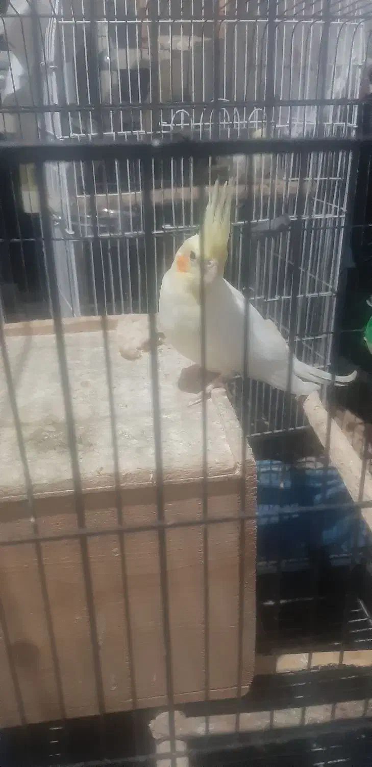 عروس هلندی مولد|پرنده|لیسار, |دیوار