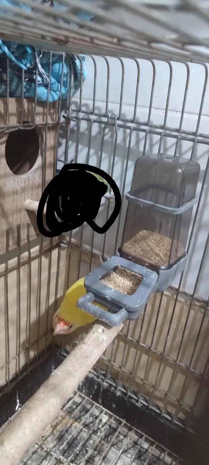 طوطی برزیل ماده معاوضه باعروس هلندی|پرنده|گلستان (تهران), |دیوار