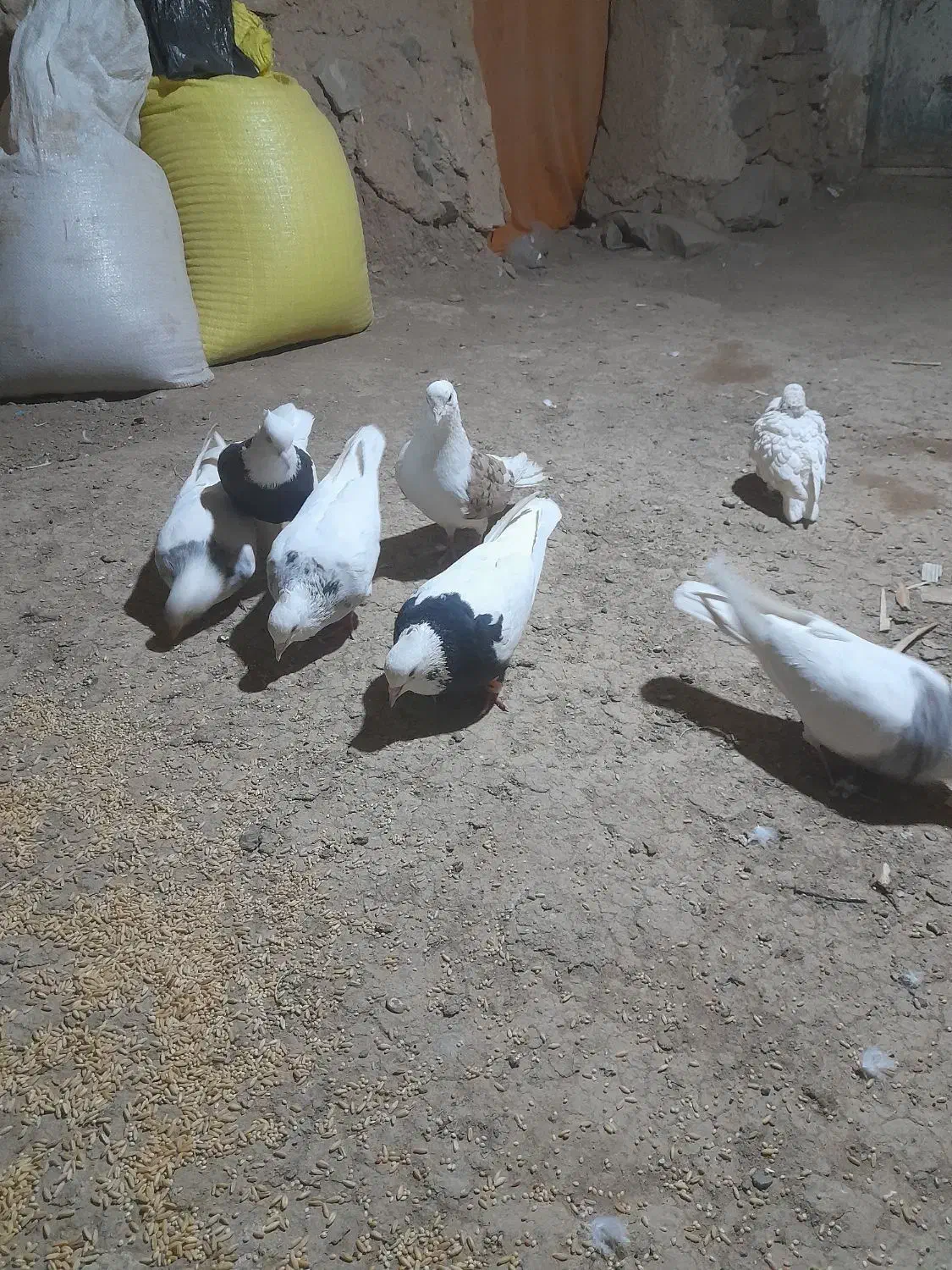 کبوتر فروشی|پرنده|سنقر, |دیوار