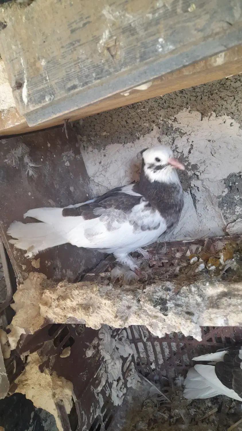 کبوتر|پرنده|سیلوانه, |دیوار