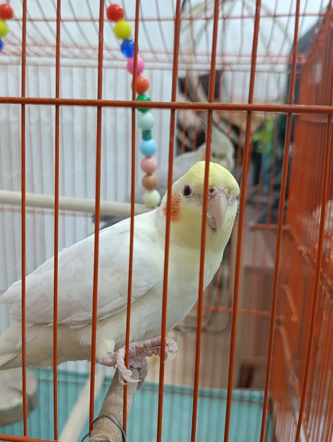 ۲عدد عروس هلندی|پرنده|رشت, فرزانه|دیوار