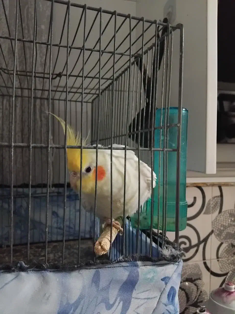 عروس هلندی|پرنده|قم, محمد آباد|دیوار