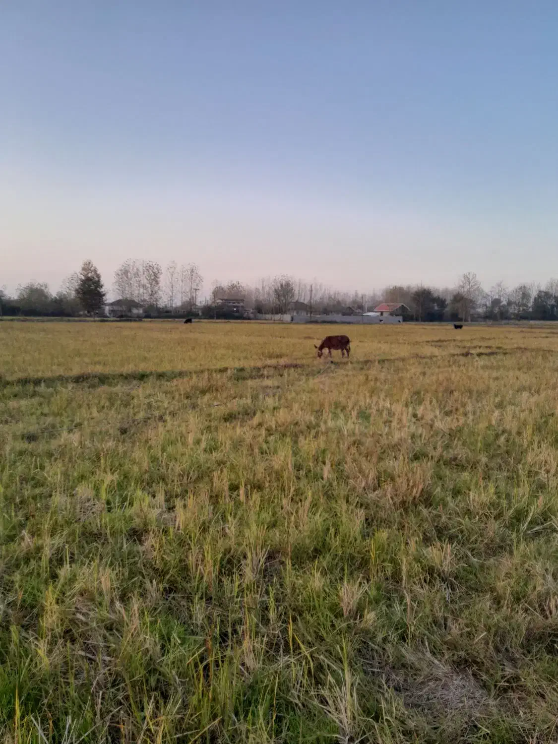 خر...جوون وسالم|حیوانات مزرعه|لشت نشا, |دیوار