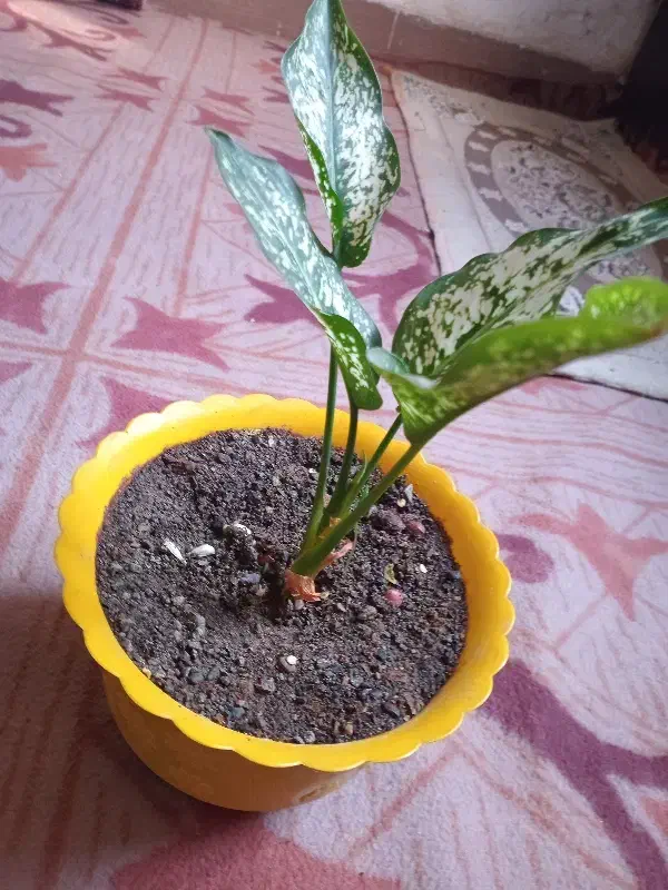 گل..|گل و گیاه طبیعی|سبزوار, امام خمینی (ناوی)|دیوار