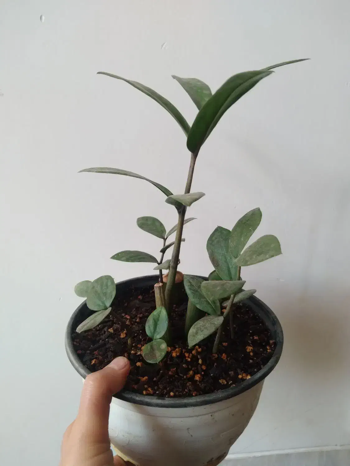 گل های خانگی|گل و گیاه طبیعی|میبد, |دیوار