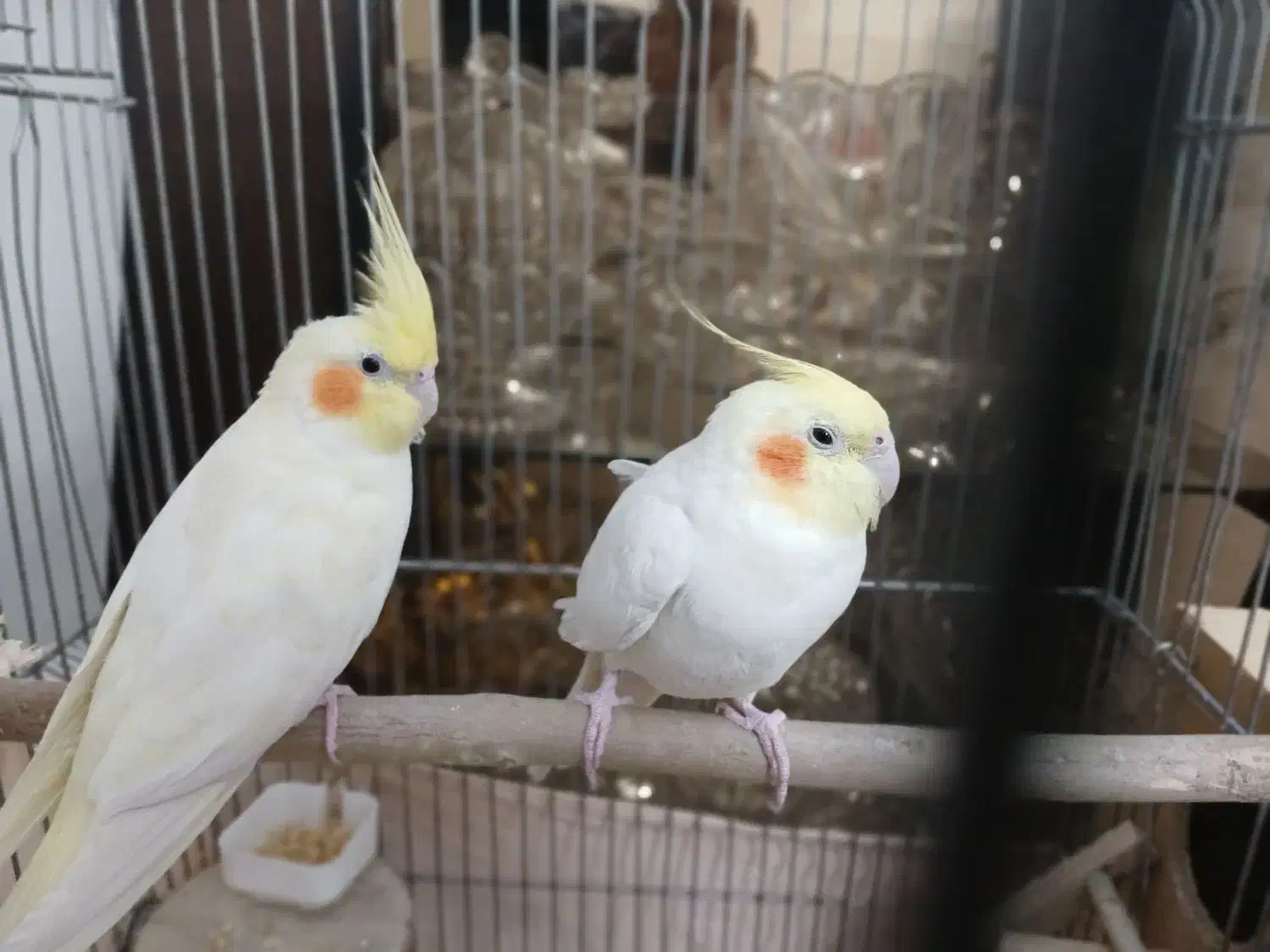 عروس هلندی مولد|پرنده|تهران, خواجه نظام الملک|دیوار