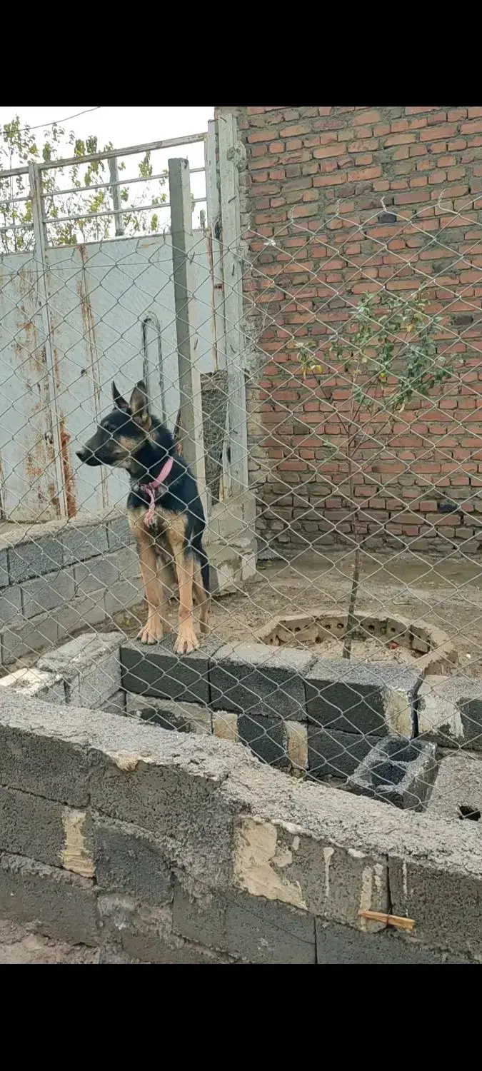 توله ژرمن نر|سگ|مهاباد (آذربایجان غربی), |دیوار