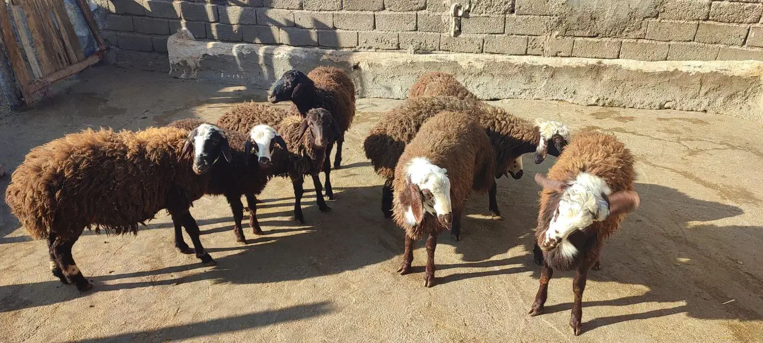 بره|حیوانات مزرعه|فیروزآباد (لرستان), |دیوار