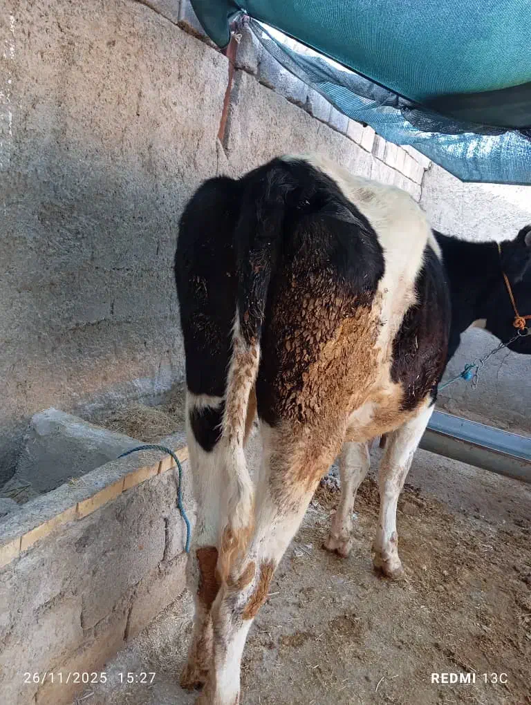 گوساله 2 ساله پرواری|حیوانات مزرعه|دره شهر, |دیوار