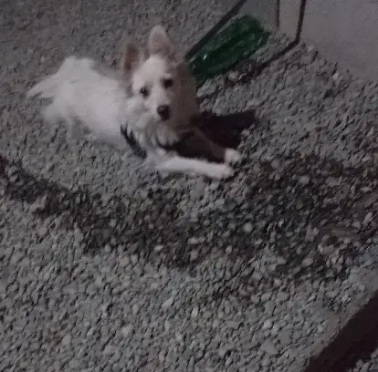 بهترین سگ پشمالو|سگ|کهنوج, |دیوار