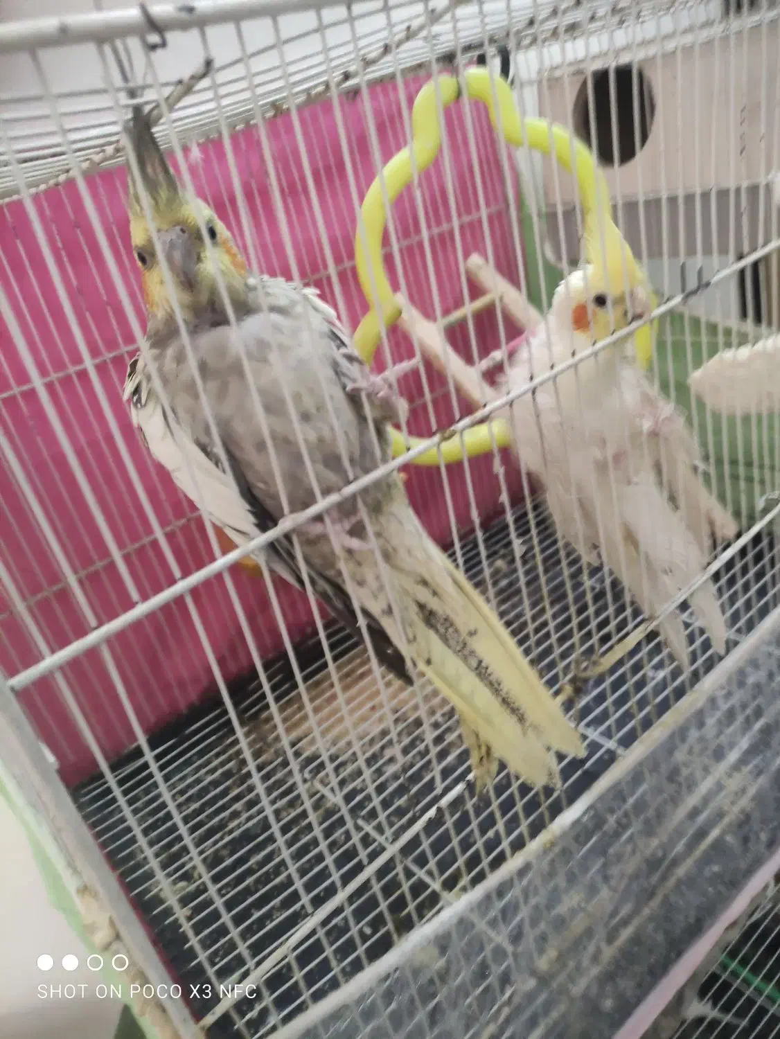 یک جفت عروس هلندی نرو ماده جوان تخم گذاشتن|پرنده|مشهد, هدایت|دیوار