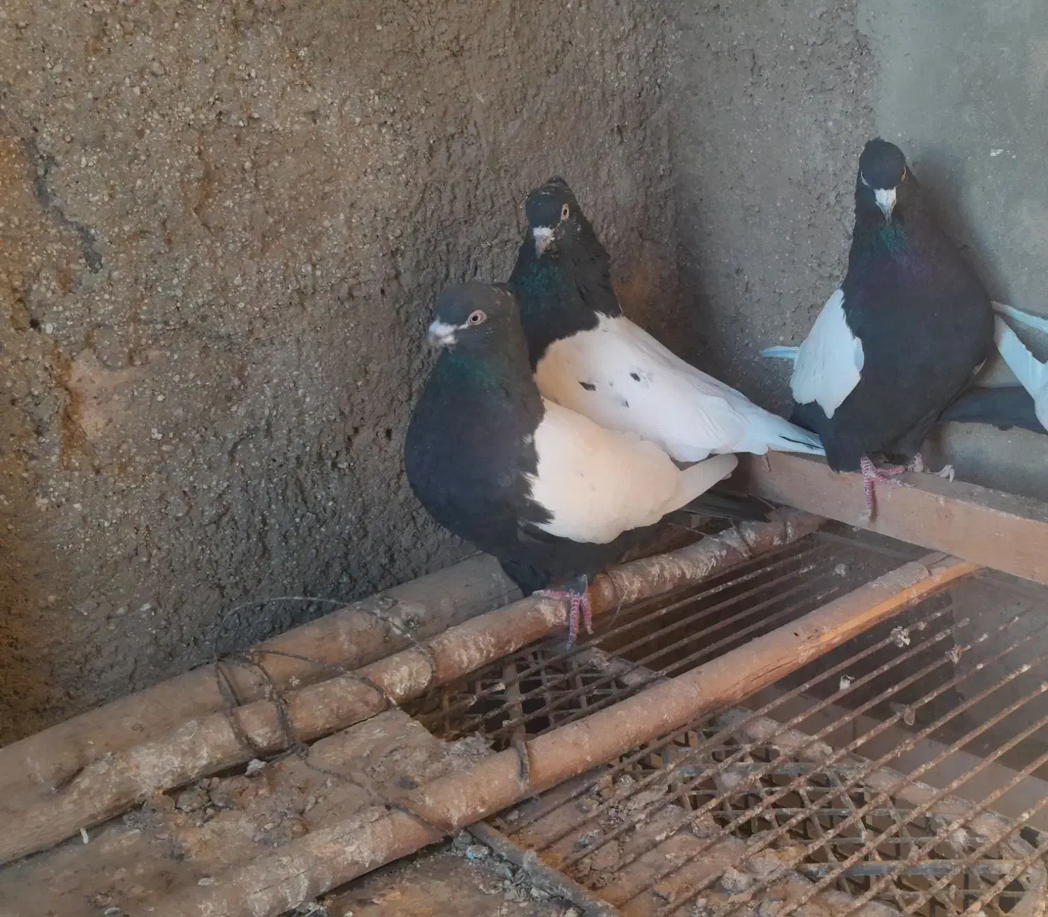 کبوتر سینه ای .کله ای.دم قهوه ای|پرنده|نهاوند, |دیوار