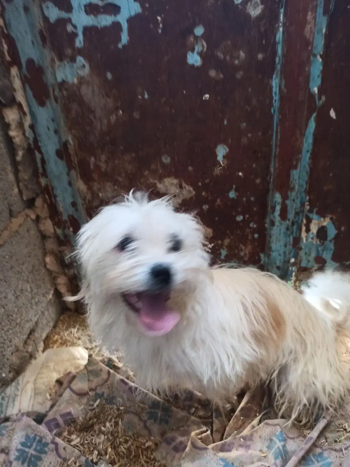 سگ پاکوتا|سگ|مرودشت, بیست متری بیمارستان|دیوار