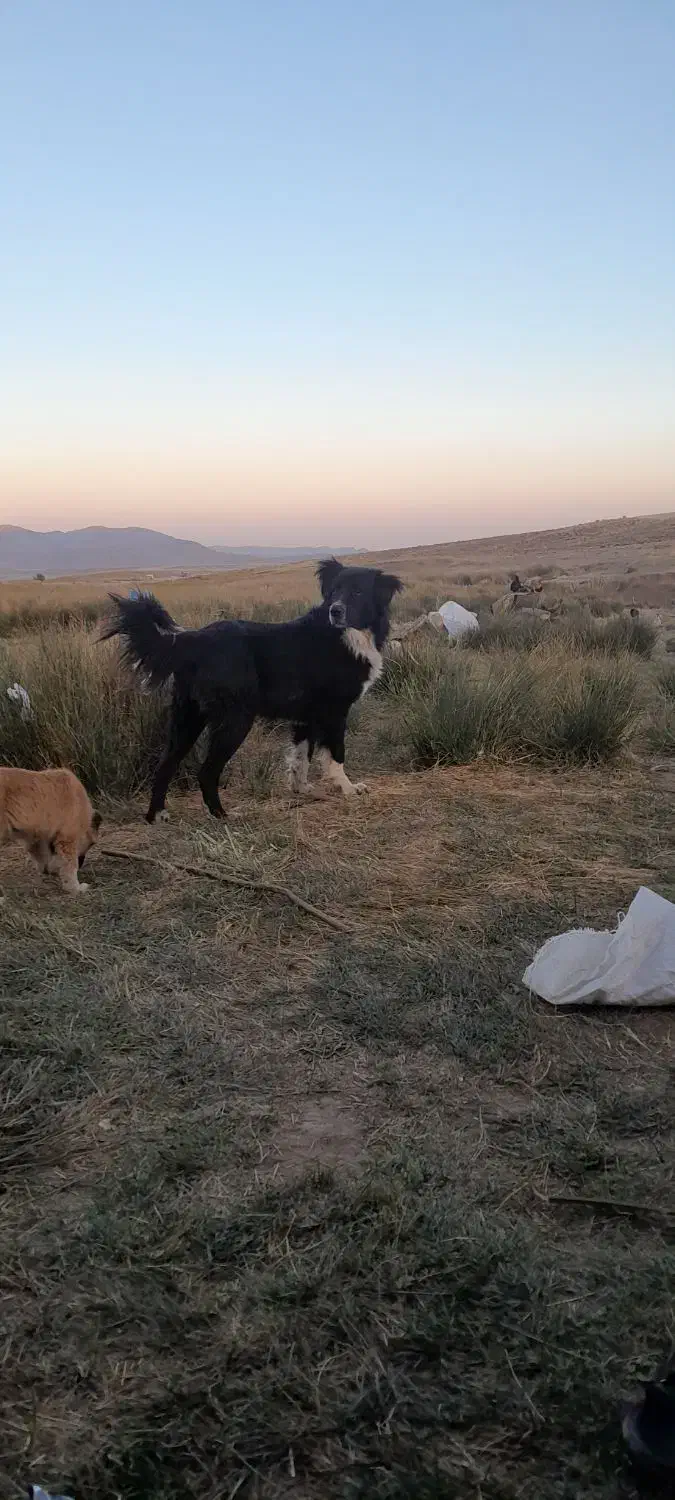 سگ قدردانی اصل|سگ|نورآباد ممسنی, |دیوار