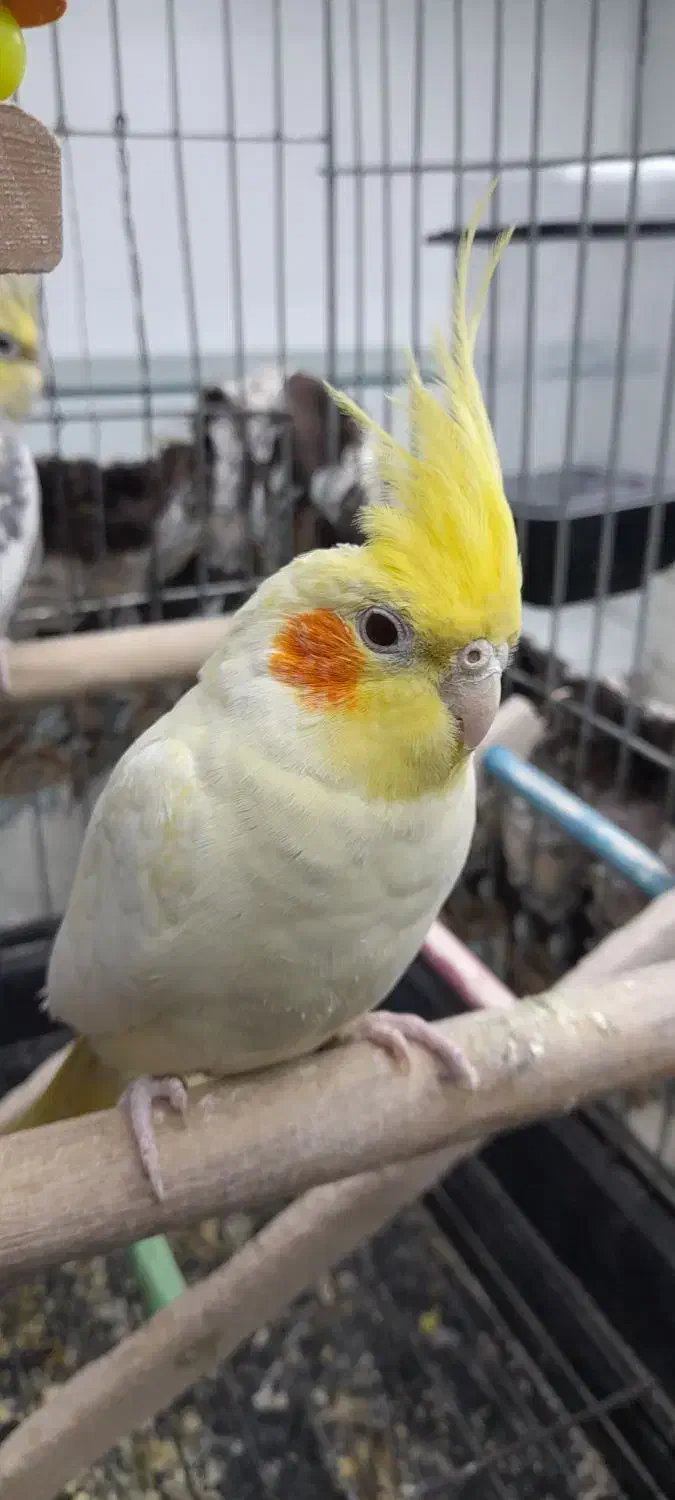 عروس هلندی|پرنده|تهران, مختاری|دیوار