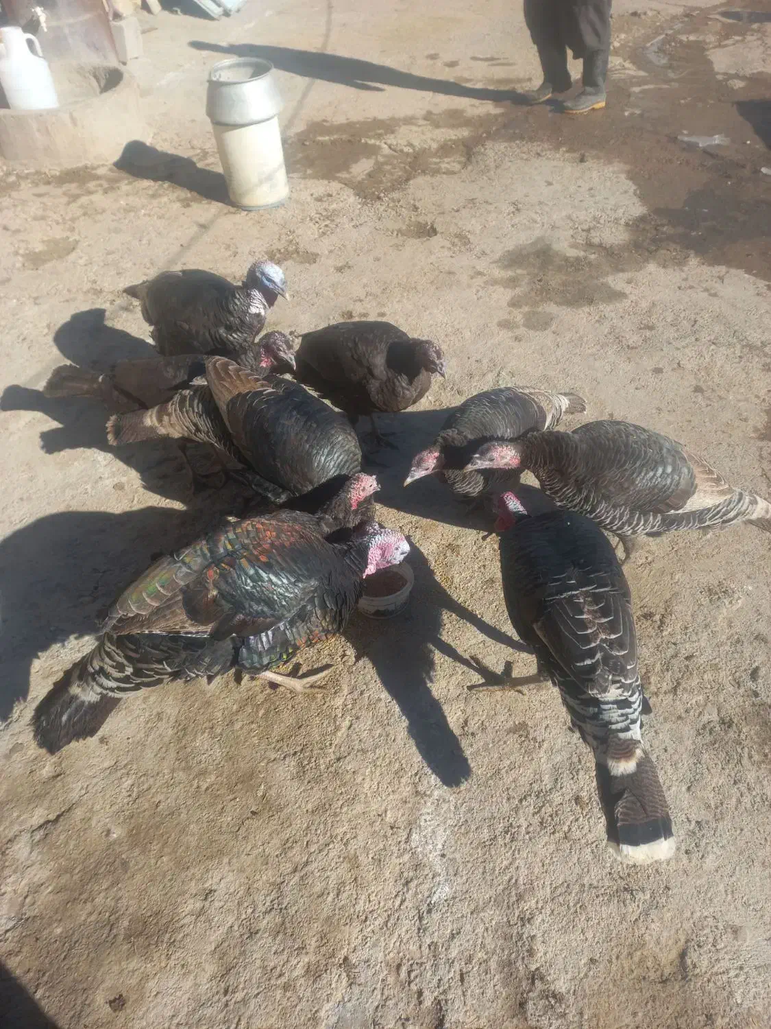 بوقلمون|حیوانات مزرعه|ماهیدشت, |دیوار