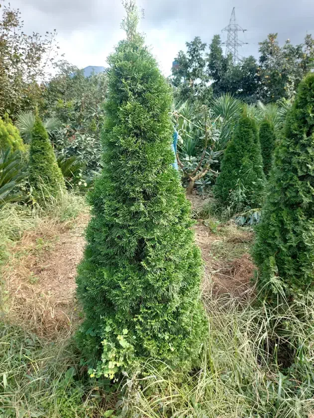 تویا آمریکایی ارتفاع بالا ۲متر|گل و گیاه طبیعی|رشت, بازار|دیوار