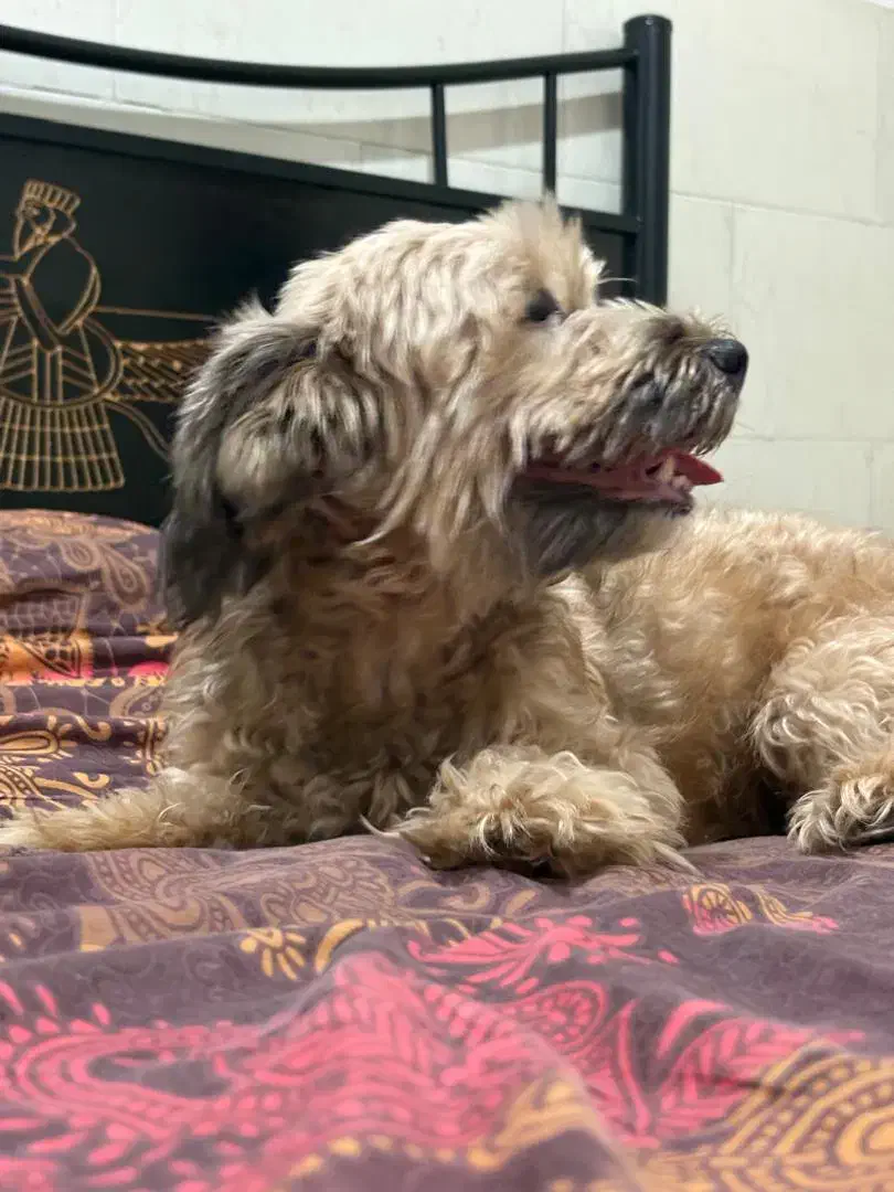 سگ ماده|سگ|یزد, |دیوار