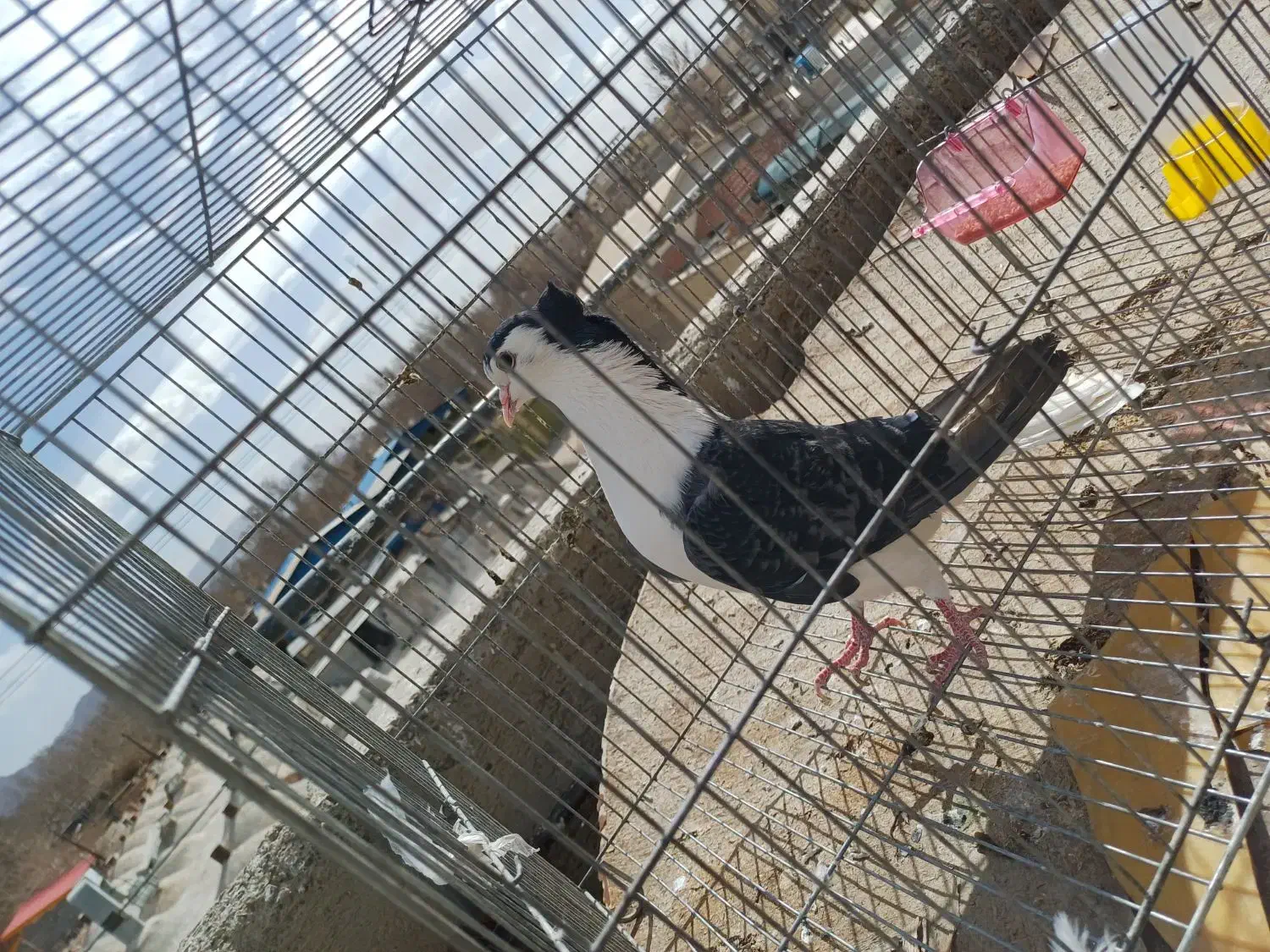 کبوتر دمگیر و سینه ایی|پرنده|خمینی‌شهر, |دیوار