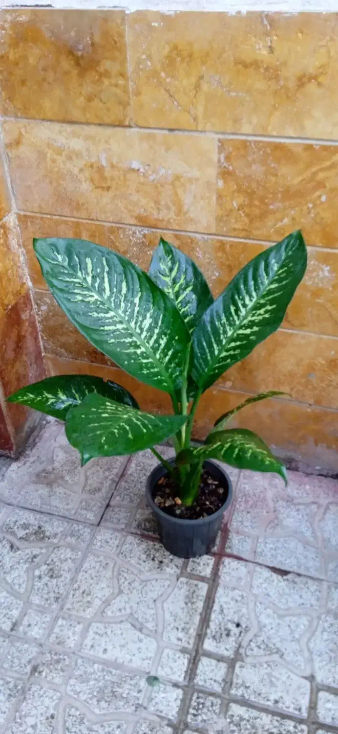 گیاهان آپارتمانی|گل و گیاه طبیعی|اردبیل, |دیوار