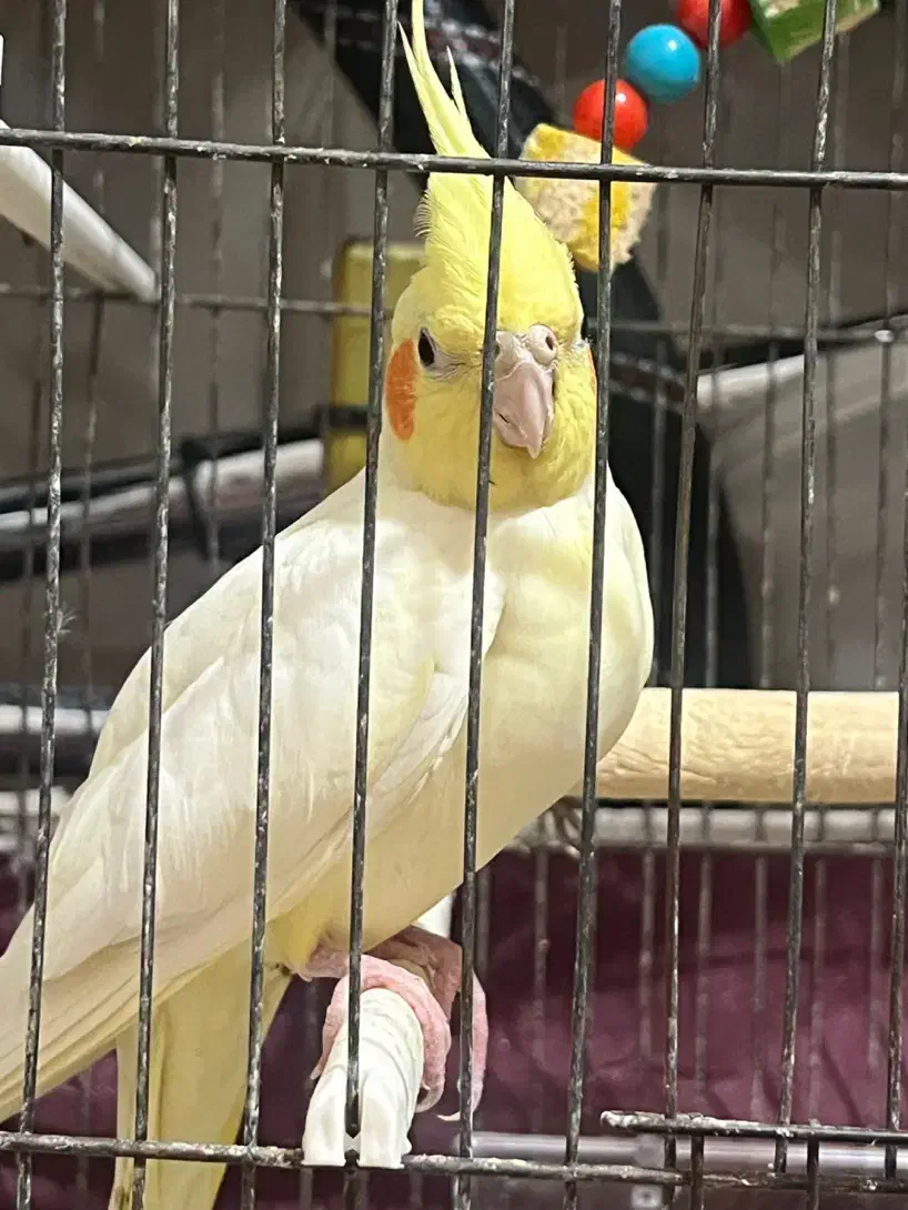 ۴تا عروس هلندی به همراه وسایل|پرنده|تبریز, |دیوار