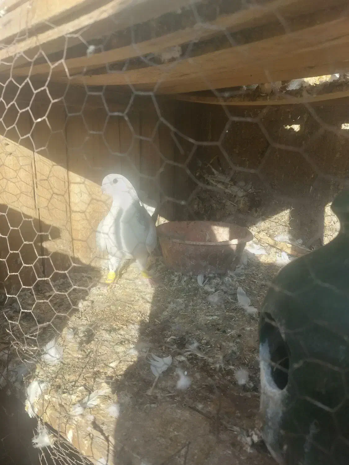 کفتر خوشرنگ طوسی|پرنده|ساوه, |دیوار