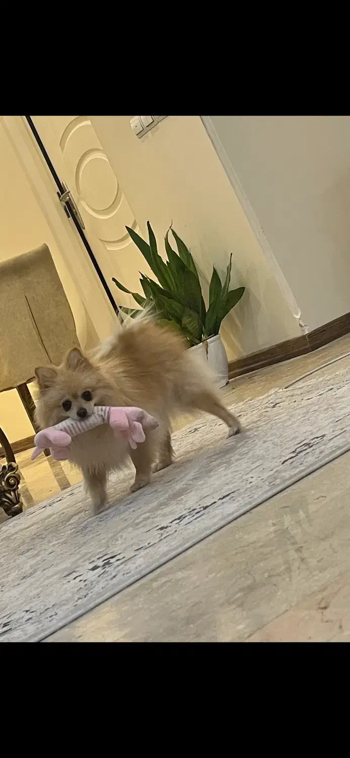 سگ پامر|سگ|تهران, سردارجنگل|دیوار