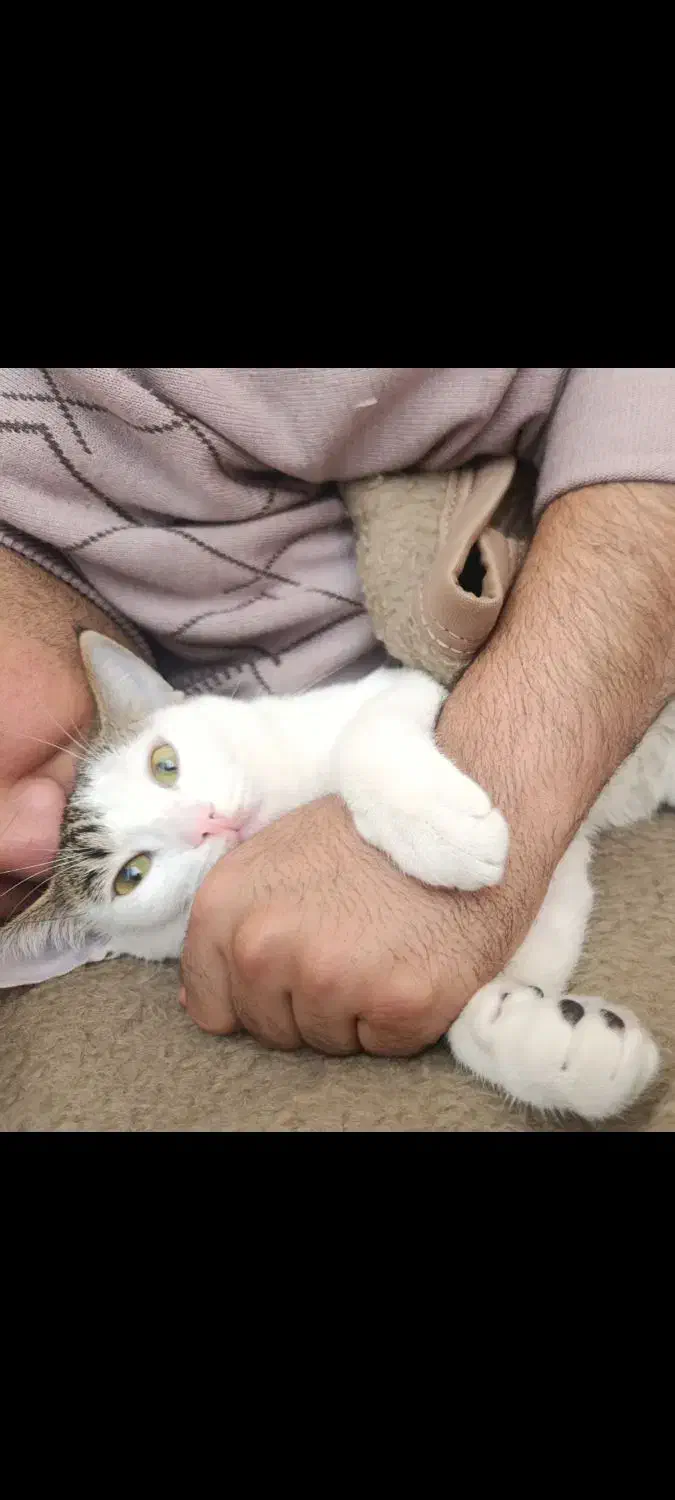 بچه گربه|گربه|زاهدان, |دیوار