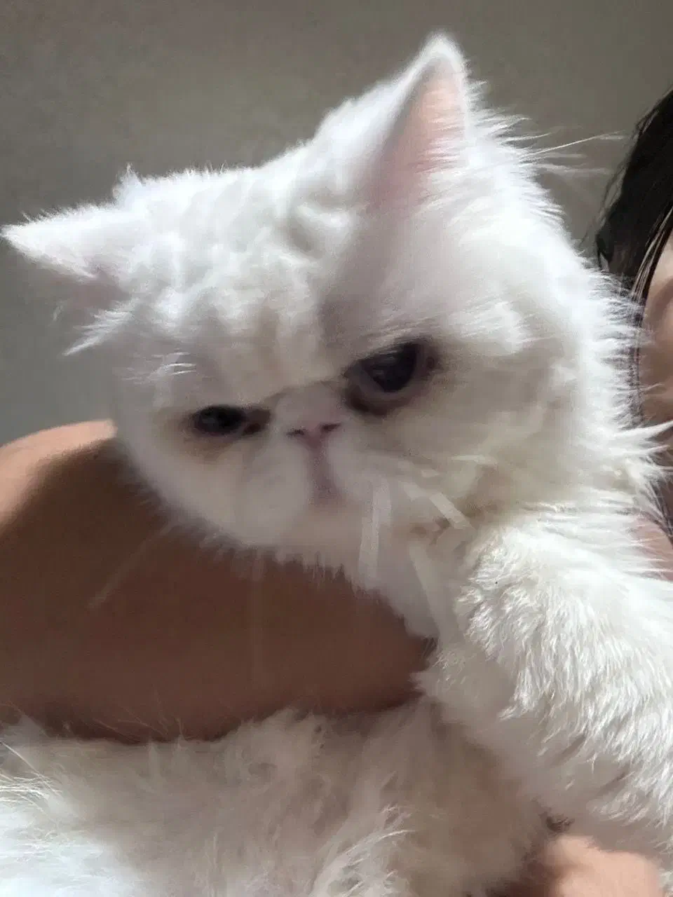 گربه نر|گربه|رشت, نظری|دیوار