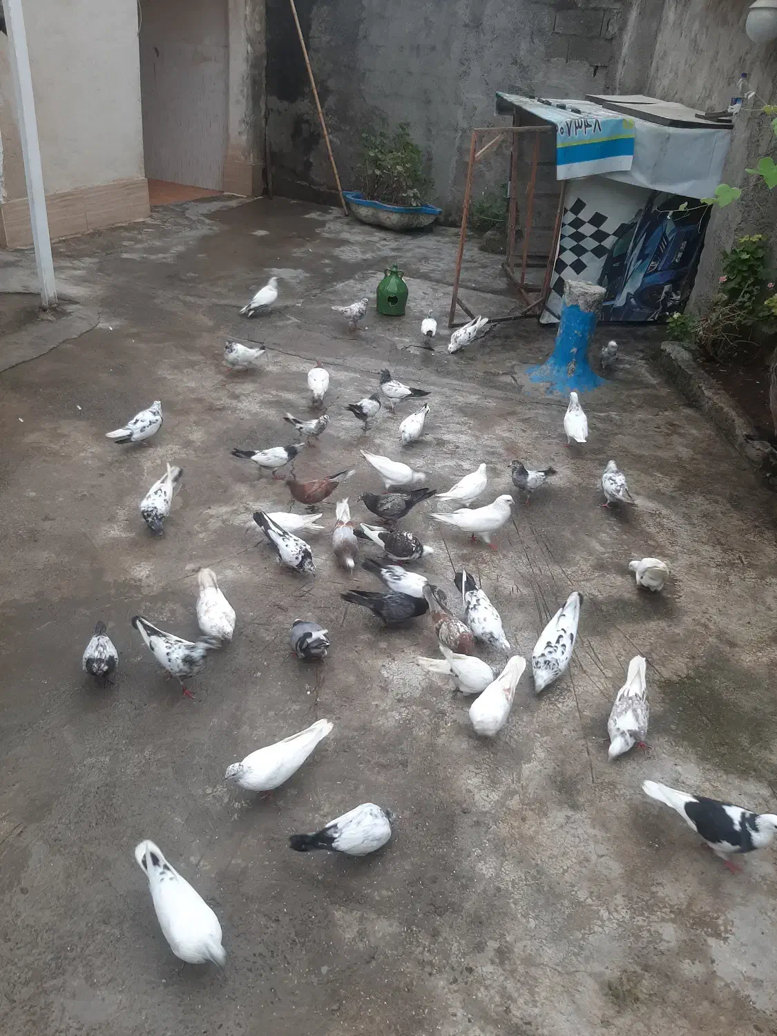 کبوتر|پرنده|صومعه‌سرا, |دیوار