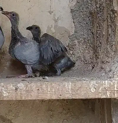 کبوتر کله سیاه|پرنده|فسا, |دیوار