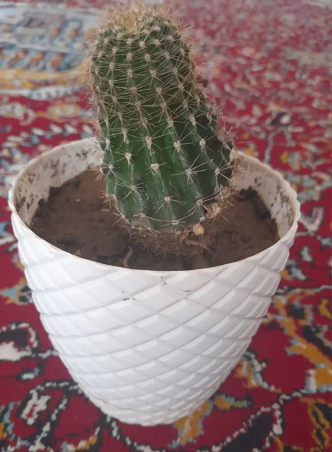 عالی و خوشگل|گل و گیاه طبیعی|مرند, |دیوار