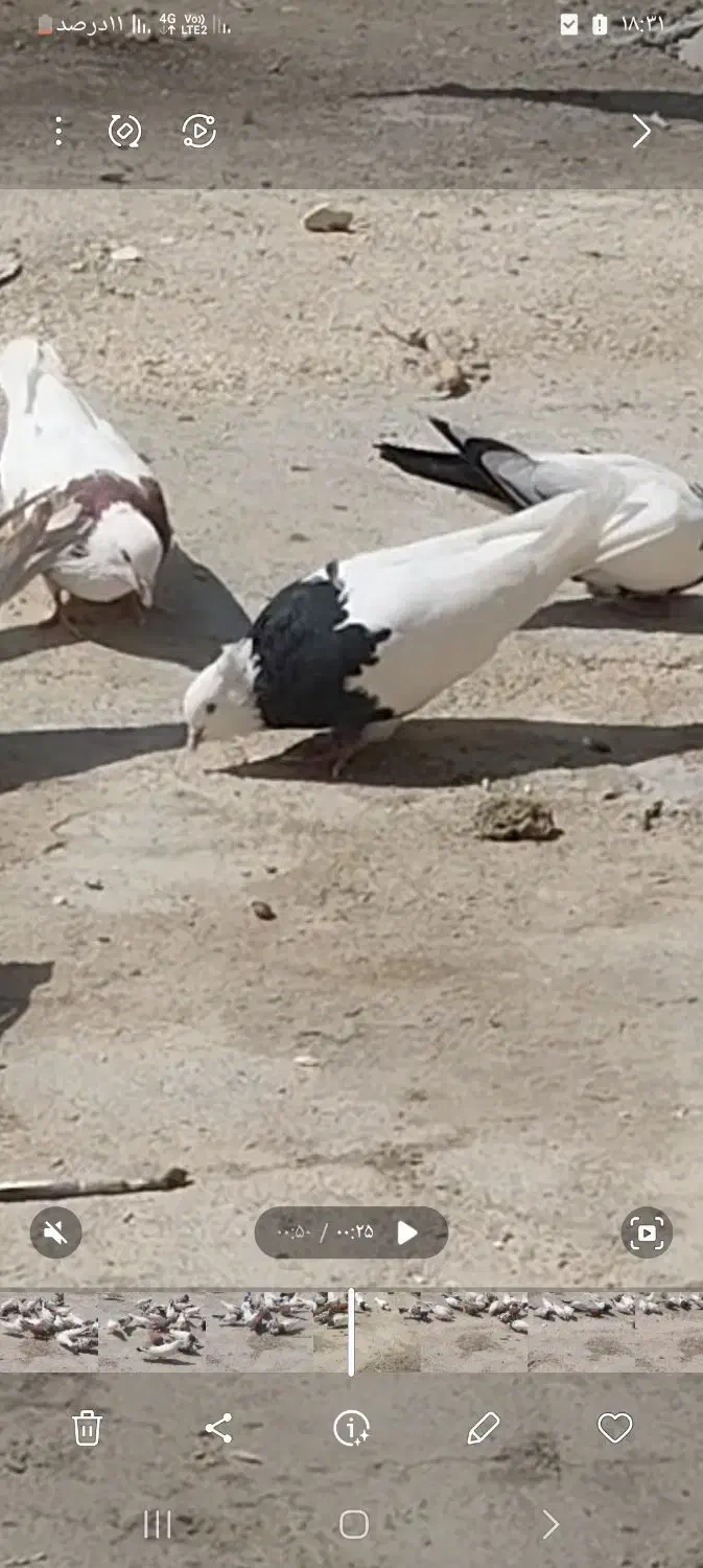 گمشوده|حیوانات|فامنین, |دیوار