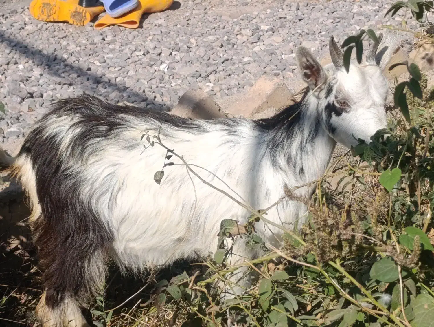 یک راس بزغاله شیرمست|حیوانات مزرعه|کرج, خرمدشت|دیوار