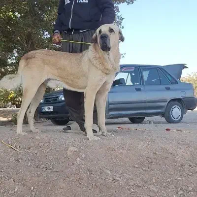 سگ پژدر|سگ|سنندج, |دیوار