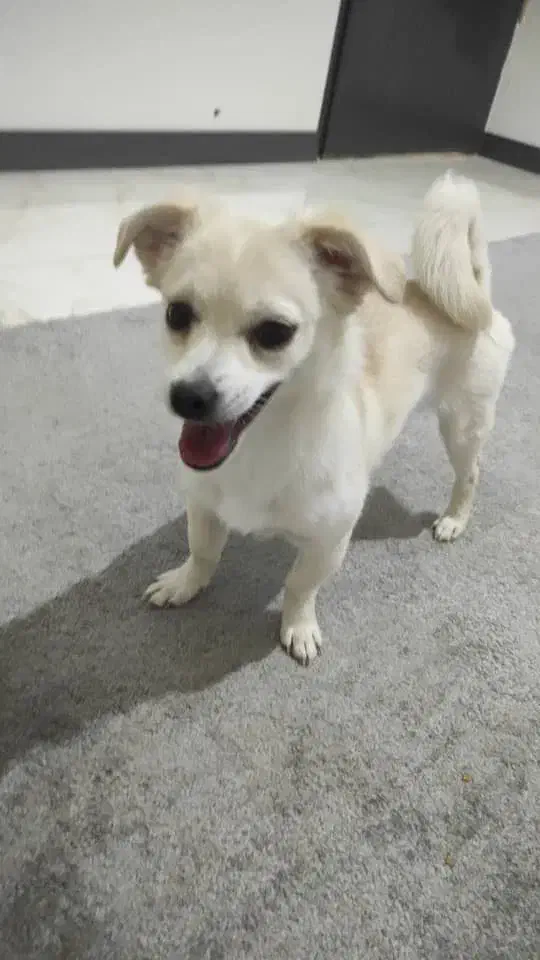 سگ ماده 7ماهه|سگ|شاهینشهر, نسیم ۵|دیوار