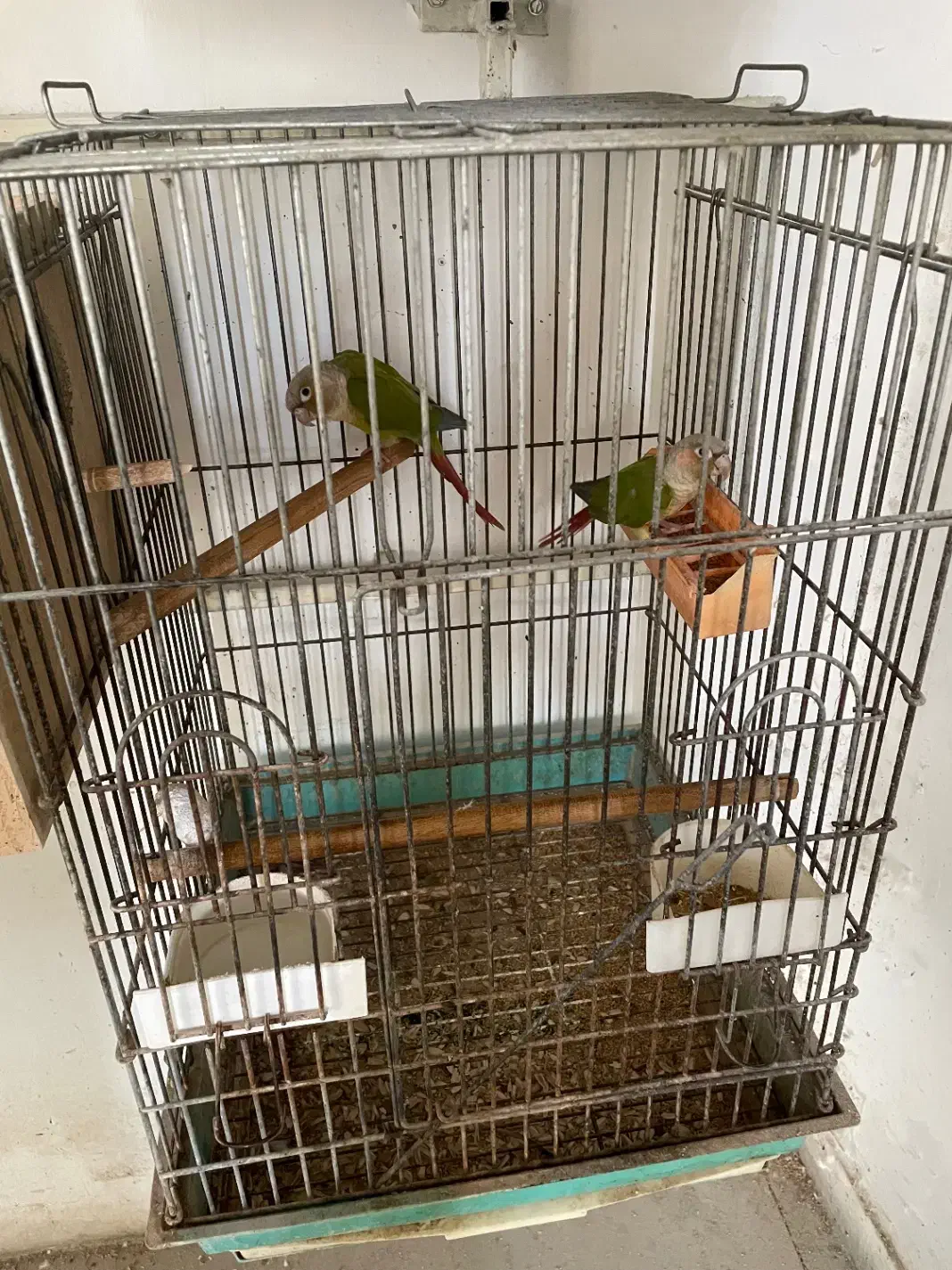 فروش گرینچیک|پرنده|هشتگرد, هشتگرد قدیم|دیوار