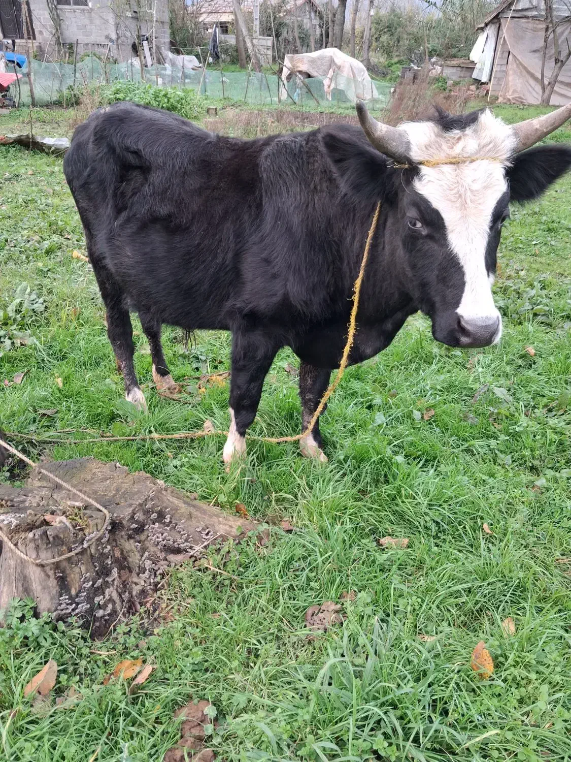 گاو در ورزا کوله|حیوانات مزرعه|خمام, |دیوار