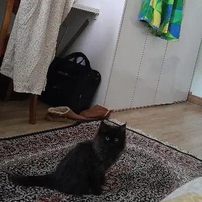 پرشین مو بلند|گربه|رودسر, |دیوار