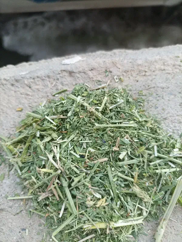 یونجه|لوازم جانبی حیوانات|دیواندره, |دیوار