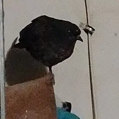 کبوتر گم شده مژدگانی خوبی میدم|حیوانات|اصفهان, کوی شهید کشوری|دیوار