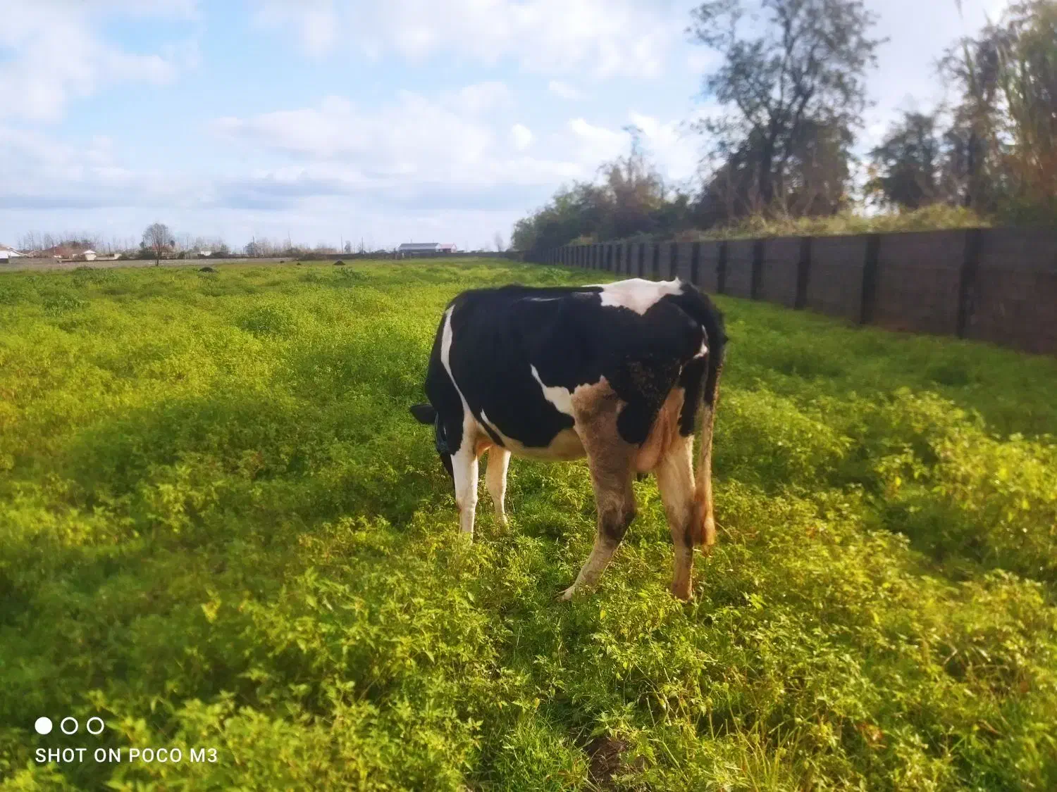 فروش گاو گوساله|حیوانات مزرعه|چاف و چمخاله, |دیوار