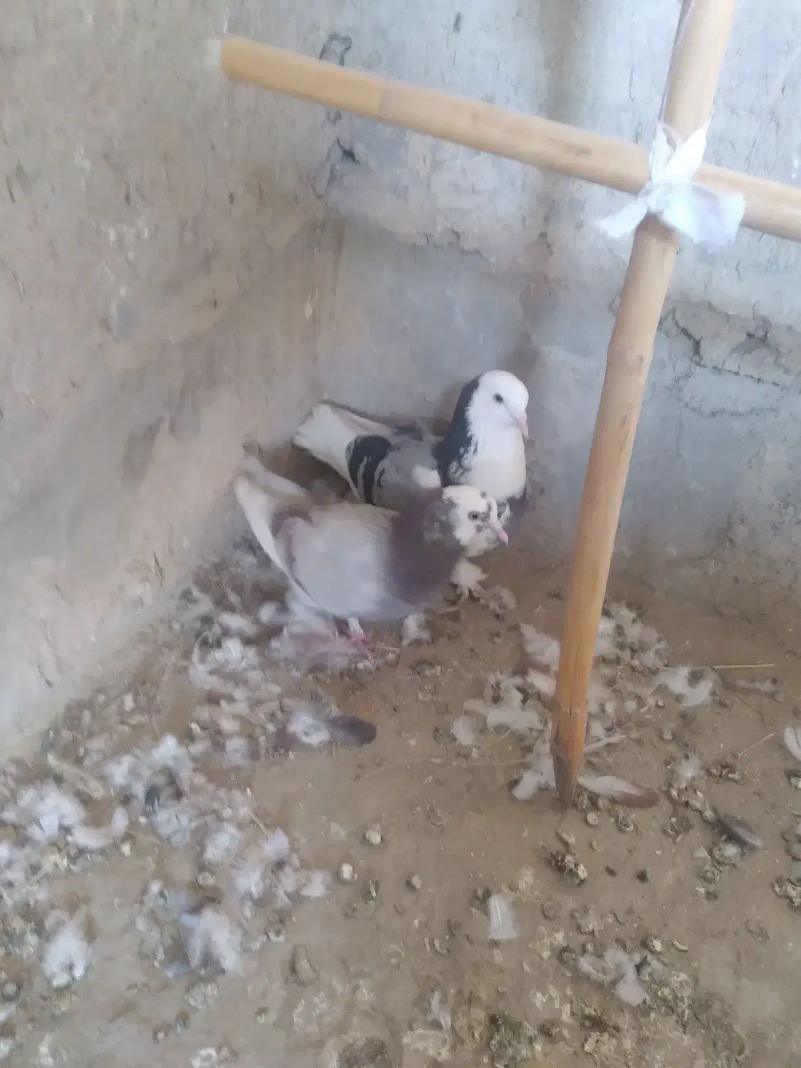 سلام یک جفت کور کورو نسل قدیم|پرنده|جزنیک, |دیوار