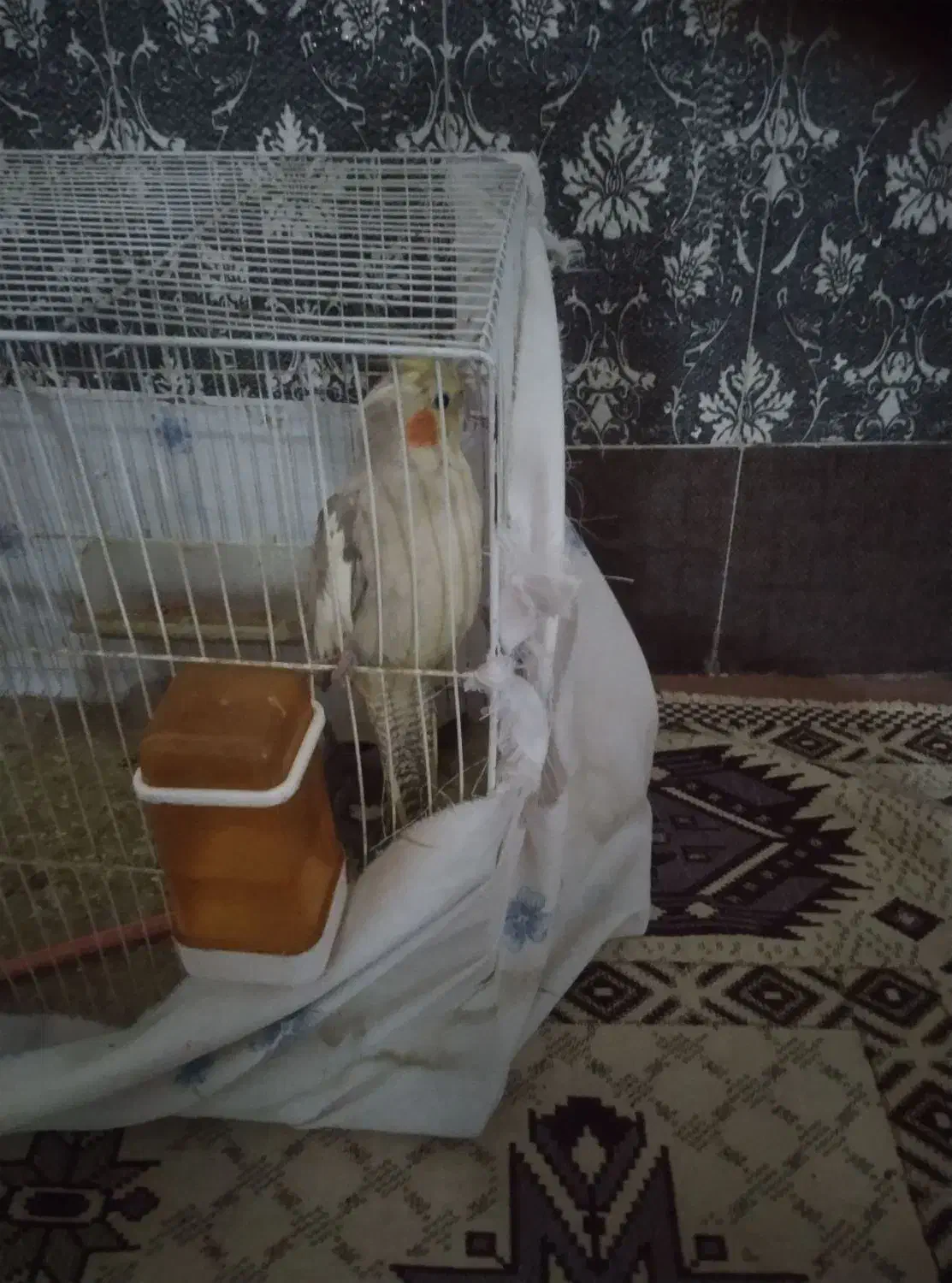 عروس هلندی|پرنده|رضویه, |دیوار