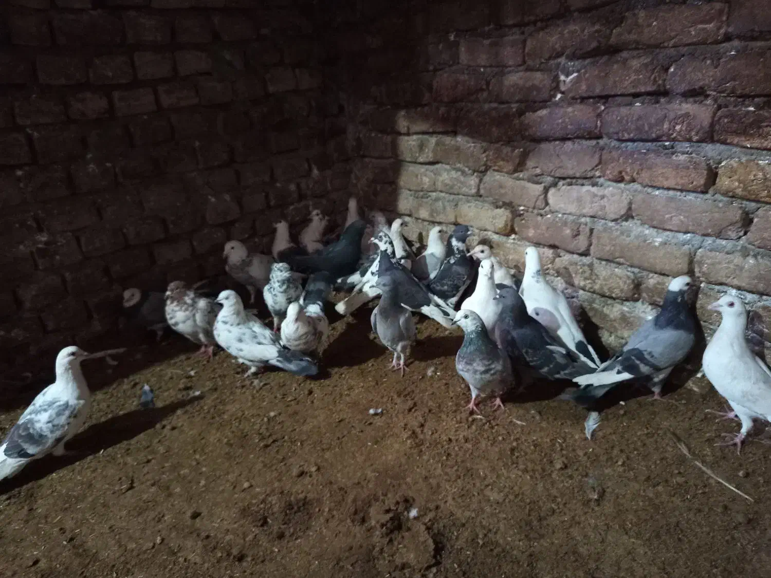 کفتر|پرنده|فاضل آباد, |دیوار