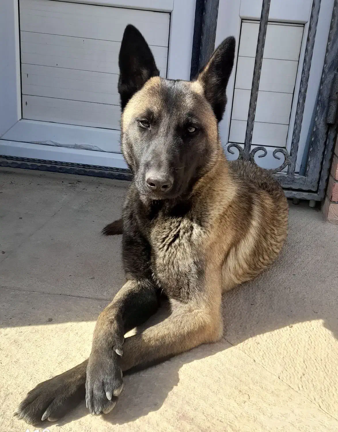 سگ مالینویز  نر|سگ|دماوند, گیلاوند|دیوار